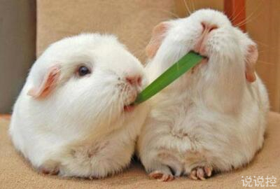 可愛說說萌萌噠，可愛說說大全