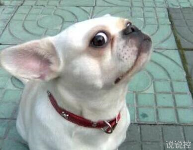 搞笑的說說句子 搞笑的說說句子