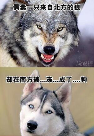 幽默搞笑句子加圖片，幽默句子帶圖片大全7