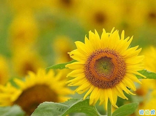 2019高考鼓勵自己的一段話 高考加油經典說說致所有考生2