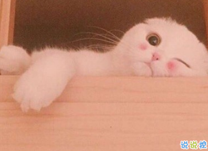 qq擴(kuò)列說說怎么寫逗比 超級搞笑有趣的擴(kuò)列說說1