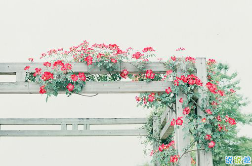 提起愛情就想哭的傷感說說 關(guān)于感情的傷感愛情說說1