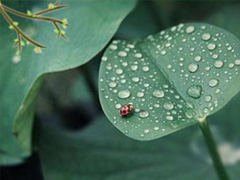 2019谷雨節(jié)氣朋友圈早安心語 谷雨美好心情說說