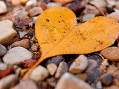 2019年第一天微信早安說說 豬年早安說說大全