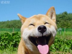 微信朋友圈萬能神評論，微信朋友圈惡搞評論