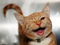 爆笑說說大全，爆笑笑話笑死人不償命