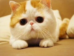 搞笑的說說：本想一口一口吃掉憂愁，沒曾想?yún)s一口一口吃成肉球