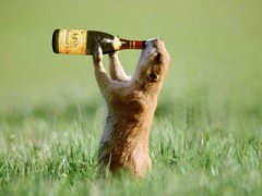 搞笑QQ說說大全：別再敬往事一杯酒了，往事都特么喝吐了