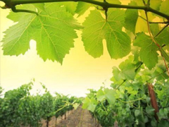 2019勵(lì)志早安問(wèn)候語(yǔ) 最新早安心語(yǔ)一句話