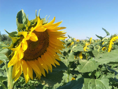 2018九月你好唯美經(jīng)典說(shuō)說(shuō)精選 八月再見(jiàn)九月你好明天會(huì)更好