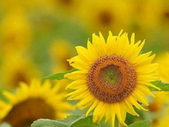 2019高考鼓勵(lì)自己的一段話 高考加油經(jīng)典說(shuō)說(shuō)致所有考生