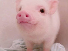 2018簡(jiǎn)單的一句話(huà)卻很搞笑的說(shuō)說(shuō) 有福同享有肉你長(zhǎng)