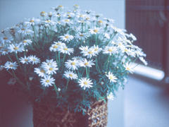 最美好的愛情說說大全 簡單幸福說說心情短語