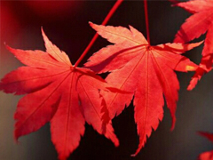 抖音最吸引人的經(jīng)典說說 發(fā)朋友圈別人點贊必評的個性說說