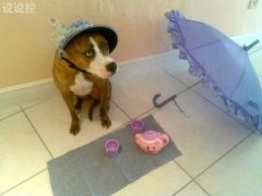 搞笑說說笑死人，笑死不償命的說說