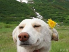 超級搞笑的說說，超級搞笑的段子