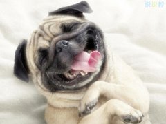 搞笑說說別人必贊：你現(xiàn)在補作業(yè)流的眼淚，是你浪的時候進(jìn)的水