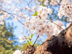2019春分朋友圈早安祝福語(yǔ)帶圖片 春分唯美說(shuō)說(shuō)簡(jiǎn)單一句話