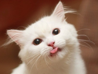 配圖片的扣扣說說：對(duì)你最好的那個(gè)人，往往是最好欺負(fù)的人