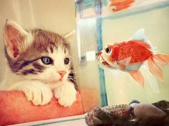 詩意的說說圖片大全：世間繁華如畫，你是我畫中尋找的他