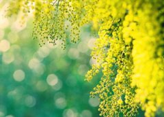 古風說說帶圖片：死生契闊，與子成說，執(zhí)子之手，與子偕老