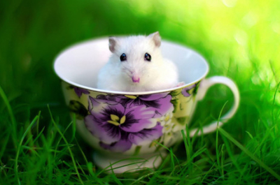 勵志說說帶圖片：累了想想灰太狼，想想光頭強，沒有理由不堅強