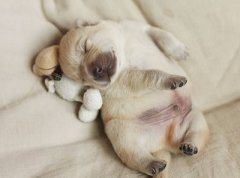 搞笑說(shuō)說(shuō)帶圖片：參加了一放鴿子大賽，結(jié)果比賽時(shí)就我一個(gè)人去了