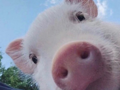 2018朋友圈說(shuō)說(shuō)搞笑配圖 朋友圈必評(píng)論的搞笑說(shuō)說(shuō)