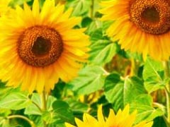 七月早安正能量勵(lì)志哲理說說帶圖 早安！七月！