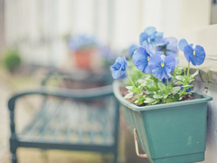 關(guān)于愛情的唯美簡單一句話經(jīng)典說說帶圖 我生在南方活在南方卻栽在你手里