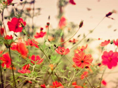 2019最佳表白情話大全簡短撩人 表白情話真實點感動人的