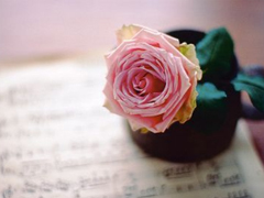 2019白色情人節(jié)表白的話合集 314白色情人節(jié)最動(dòng)聽(tīng)真實(shí)表白句子