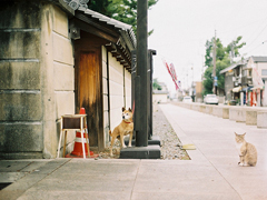 特別甜蜜的情話句子 很甜很撩的句子