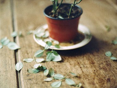 安意如經(jīng)典語(yǔ)錄關(guān)于人生和愛(ài)情的句子 文字控大愛(ài)的文藝安意如語(yǔ)錄