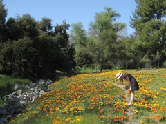 安妮寶貝作品集經典語錄摘抄 美文優(yōu)美唯美的語錄大全安妮寶貝