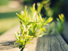 三毛經典語錄愛情語錄大全集錦 50條三毛語錄關于愛情精選