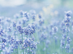 2019最新文藝又悲傷句子說說 有意境文藝范的傷感句子