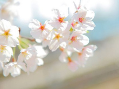 情侶秀恩愛的愛情句子合集 你儂我儂的唯美愛情句子