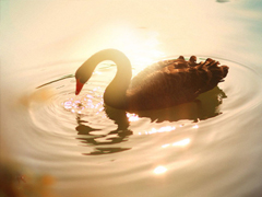 抖音最火曬結(jié)婚證的說說 2019領(lǐng)結(jié)婚證的朋友圈文藝簡短