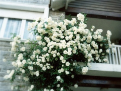 愛情經(jīng)典句子說說心情 和愛情有關的朋友圈句子大全