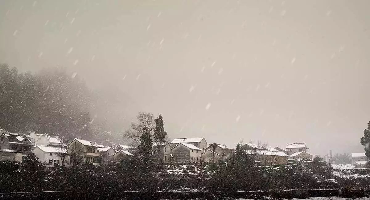 梧桐小筑，一幅靜靜舒展的水墨畫卷