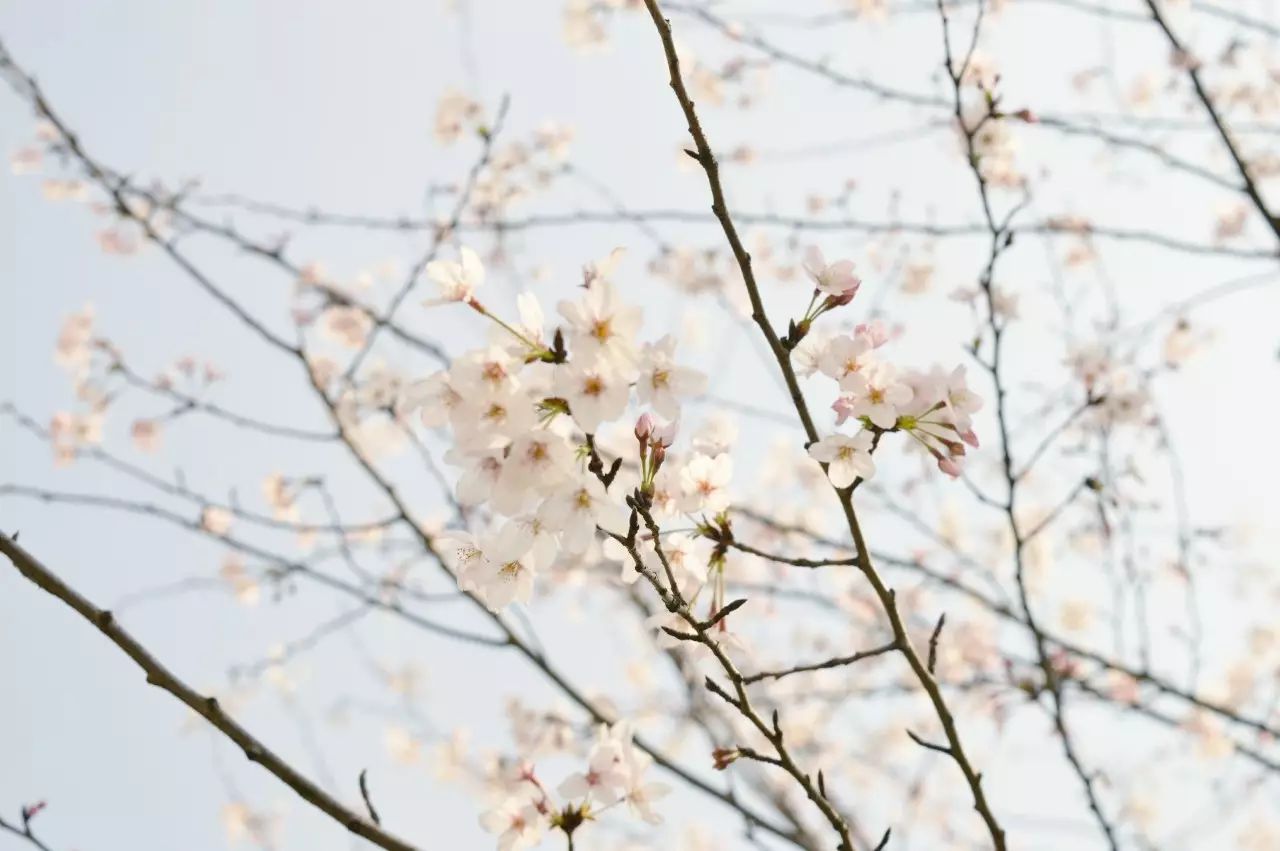 瓜洲云裳山村，春風又綠江岸春