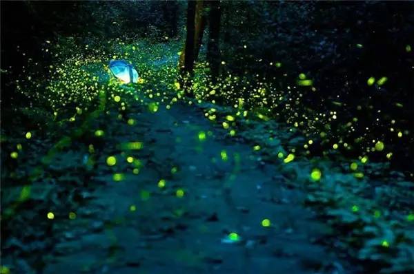 莫干山悠然九希，面朝竹海背向茶山的避暑圣地