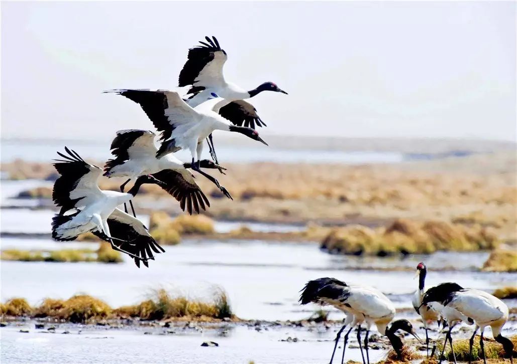 香格里拉薩洛頤度假酒店，以上帝視角看納帕海