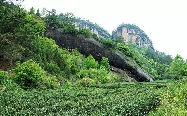 烏龍先生，用心做好茶發(fā)揚博大精深的茶文化