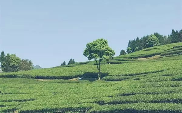 烏龍先生，用心做好茶發(fā)揚博大精深的茶文化