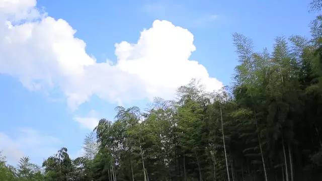 珀洱半坡，在竹海樹林之間盡享山間好風(fēng)光