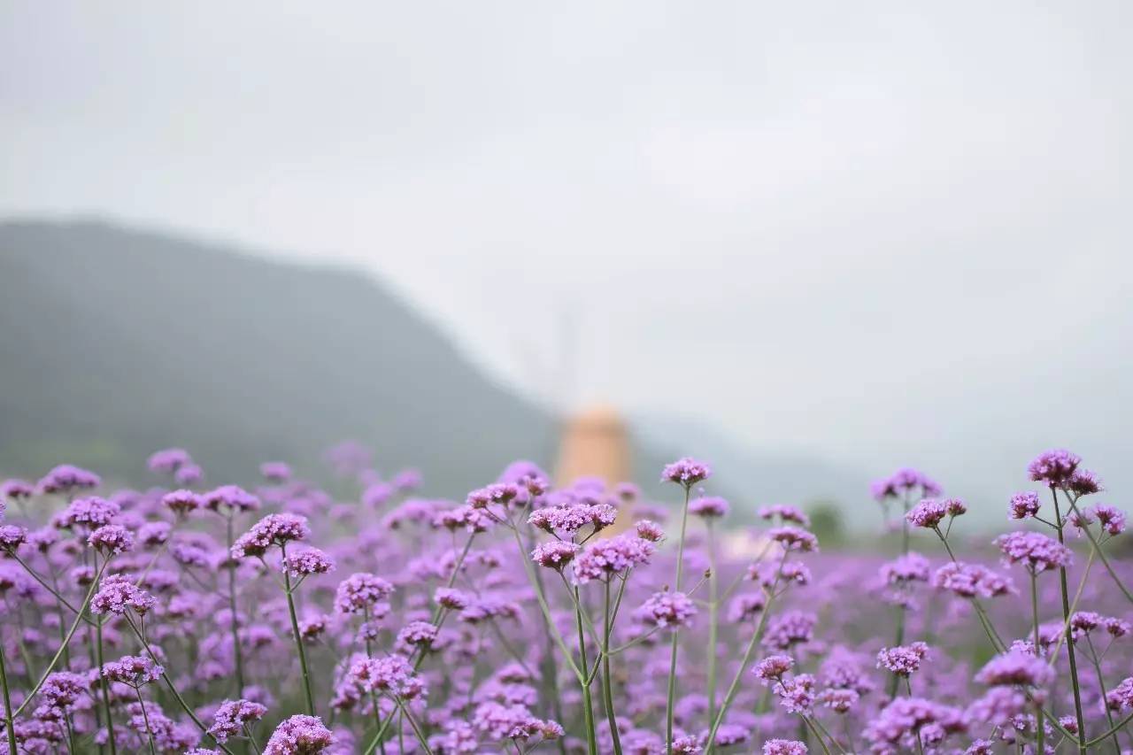 螞蟻尚墅，在山谷的花田美舍里生活