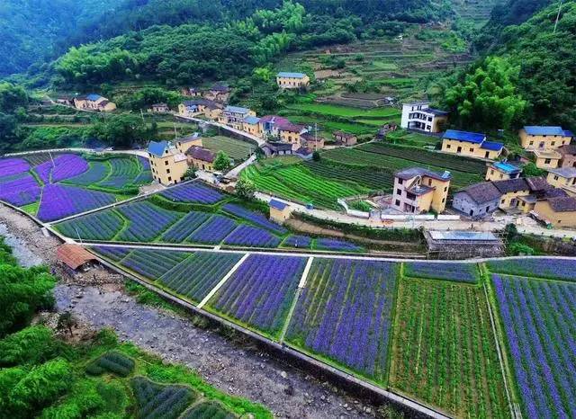 螞蟻尚墅，在山谷的花田美舍里生活