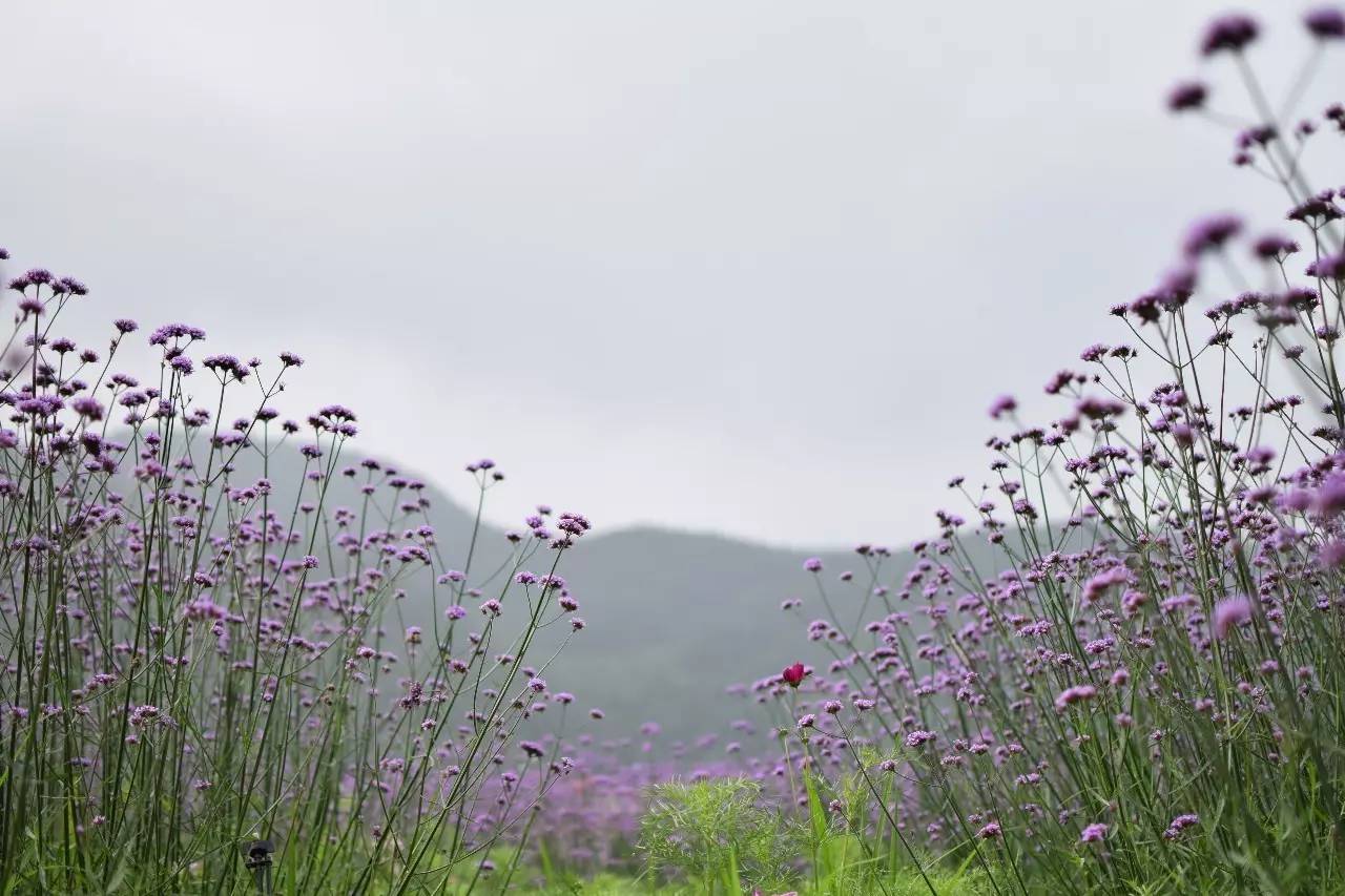 螞蟻尚墅，在山谷的花田美舍里生活